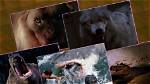 Do They Really Hurt Animals in Movies?