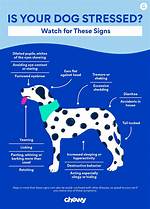 What Do You Do If Your Dog Drinks Christmas Tree Water?