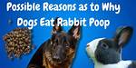 What If Puppy Eats Rabbit Poop?