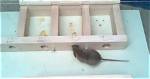 What's the Smallest Hole a Mouse Can Go Through?